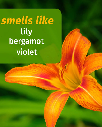 Revitalize your skin with our exclusive limited edition Tiger Lily Body Moisturizer. Infused with pure Hemp Seed Oil for intense hydration and Water Lily Extract to help make your skin look conditioned and moisturized. Flower Power with notes of Lily, Bergamot, Grapefruit and Violet Petals. Nymphaea Alba – Lily root extract that full of antioxidants that help protect the skin from environmental stressors.