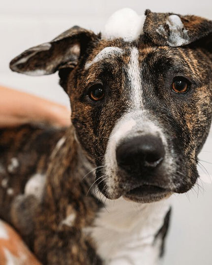 An easy-to-rinse doggy shampoo that gets your puppy's coat clean and healthy while giving 100% back to two great pet charities.